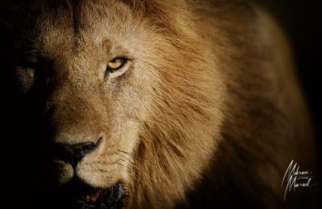 MMI-©-Mourad-Mokrani-MonOeil-2