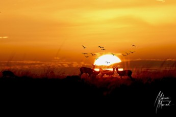 MMI-©-Mourad-Mokrani-MonOeil-7