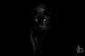 MMI-©-Mourad-Mokrani-MonOeil-72