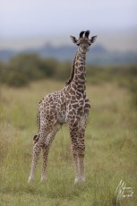 MMI-©-Mourad-Mokrani-Safari-10