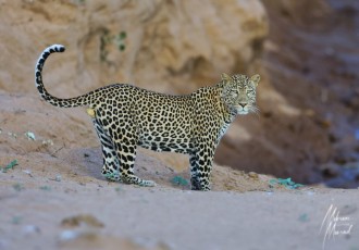 MMI-©-Mourad-Mokrani-Safari-100