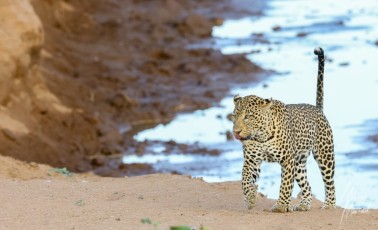 MMI-©-Mourad-Mokrani-Safari-101