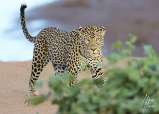 MMI-©-Mourad-Mokrani-Safari-102