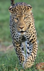 MMI-©-Mourad-Mokrani-Safari-103