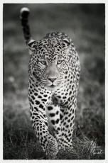 MMI-©-Mourad-Mokrani-Safari-104