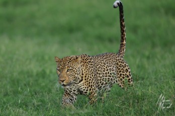 MMI-©-Mourad-Mokrani-Safari-105