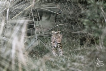 MMI-©-Mourad-Mokrani-Safari-106