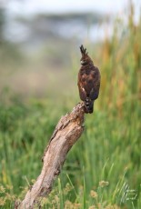 MMI-©-Mourad-Mokrani-Safari-107