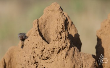 MMI-©-Mourad-Mokrani-Safari-109