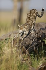 MMI-©-Mourad-Mokrani-Safari-11