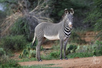 MMI-©-Mourad-Mokrani-Safari-110