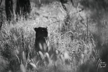 MMI-©-Mourad-Mokrani-Safari-111