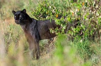 MMI-©-Mourad-Mokrani-Safari-112