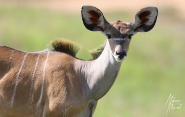 MMI-©-Mourad-Mokrani-Safari-113