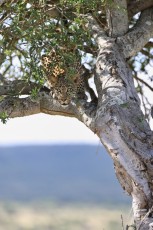 MMI-©-Mourad-Mokrani-Safari-114