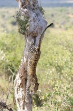 MMI-©-Mourad-Mokrani-Safari-115