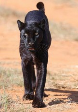 MMI-©-Mourad-Mokrani-Safari-116