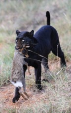 MMI-©-Mourad-Mokrani-Safari-118