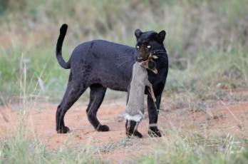 MMI-©-Mourad-Mokrani-Safari-119