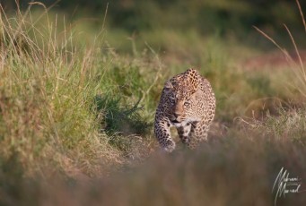 MMI-©-Mourad-Mokrani-Safari-12