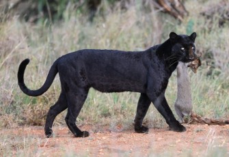 MMI-©-Mourad-Mokrani-Safari-121