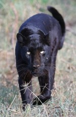 MMI-©-Mourad-Mokrani-Safari-123