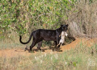 MMI-©-Mourad-Mokrani-Safari-124