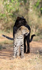 MMI-©-Mourad-Mokrani-Safari-125