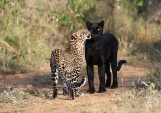 MMI-©-Mourad-Mokrani-Safari-126