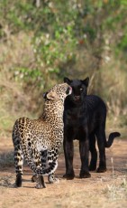 MMI-©-Mourad-Mokrani-Safari-127