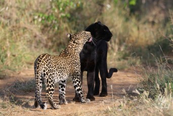 MMI-©-Mourad-Mokrani-Safari-128