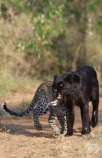 MMI-©-Mourad-Mokrani-Safari-129