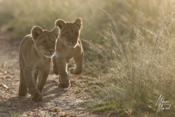 MMI-©-Mourad-Mokrani-Safari-13