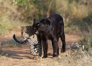 MMI-©-Mourad-Mokrani-Safari-131