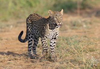 MMI-©-Mourad-Mokrani-Safari-132