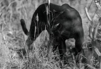 MMI-©-Mourad-Mokrani-Safari-133