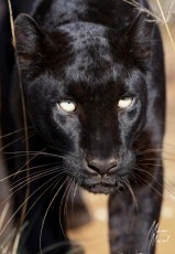 MMI-©-Mourad-Mokrani-Safari-134