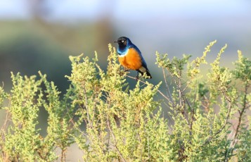 MMI-©-Mourad-Mokrani-Safari-135