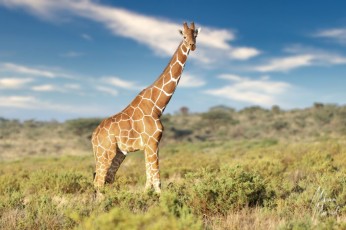 MMI-©-Mourad-Mokrani-Safari-136