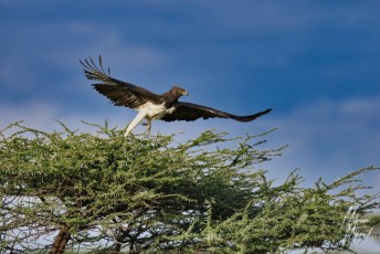 MMI-©-Mourad-Mokrani-Safari-137