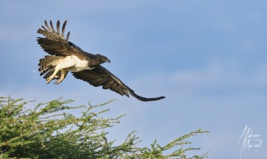 MMI-©-Mourad-Mokrani-Safari-138