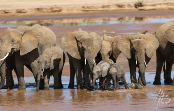 MMI-©-Mourad-Mokrani-Safari-140