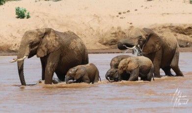 MMI-©-Mourad-Mokrani-Safari-141