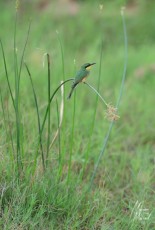 MMI-©-Mourad-Mokrani-Safari-142