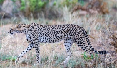 MMI-©-Mourad-Mokrani-Safari-145