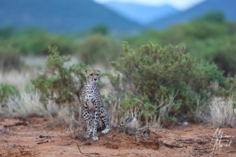 MMI-©-Mourad-Mokrani-Safari-146