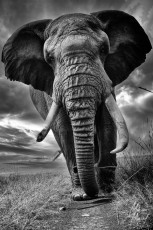 MMI-©-Mourad-Mokrani-Safari-147