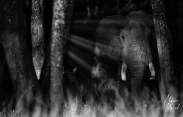 MMI-©-Mourad-Mokrani-Safari-148