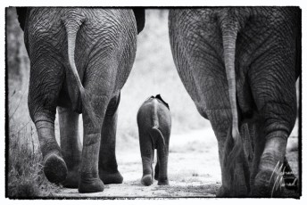 MMI-©-Mourad-Mokrani-Safari-149