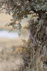 MMI-©-Mourad-Mokrani-Safari-15